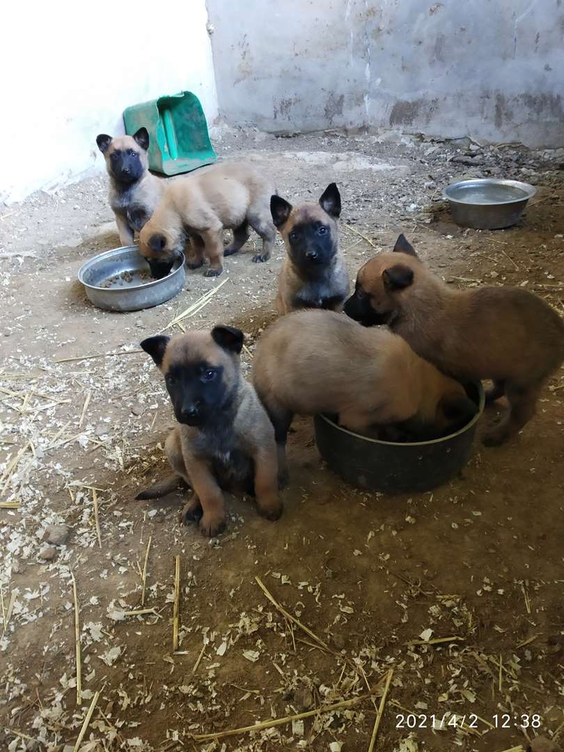 תמונה 3 ,כלבים רועה בלגי   בלגי למכירה ביוקנעם