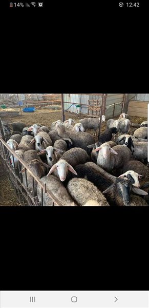 חיות משק כבשים חדרה והסביבה 