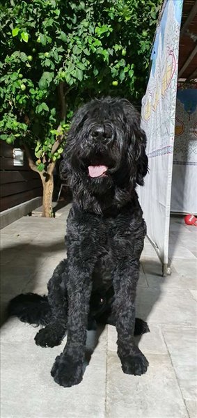 כלבים טרייר רוסי שחור  