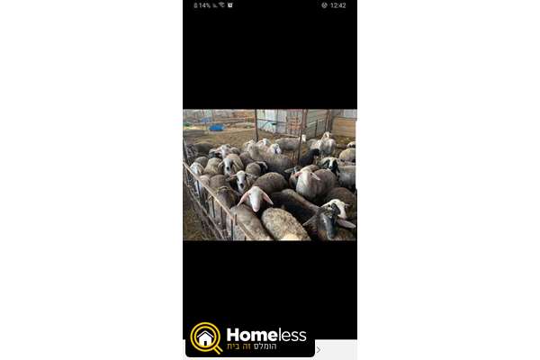 תמונה 1 ,חיות משק כבשים   כבשים למכירה בבאר שבע