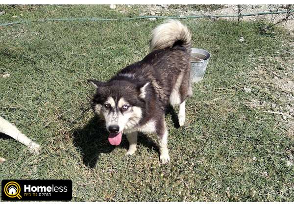 תמונה 1 ,כלבים האסקי סיביר   האסקי סיבירי למכירה באשדוד
