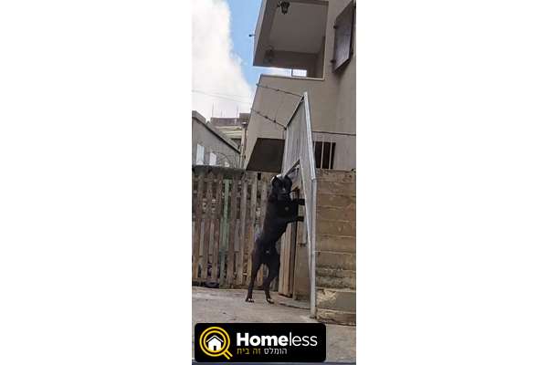 תמונה 4 ,כלבים קאנה קורסו   יגואר לשידוך בבית ג'ן