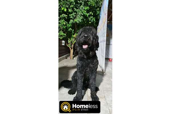תמונה 1 ,כלבים טרייר רוסי שחור   ריי למכירה בבית דגן