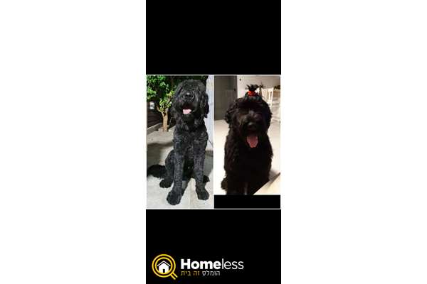 תמונה 2 ,כלבים טרייר רוסי שחור   ריי למכירה בבית דגן