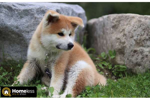 תמונה 1 ,כלבים אקיטה יפני   יפני למכירה בתל אביב
