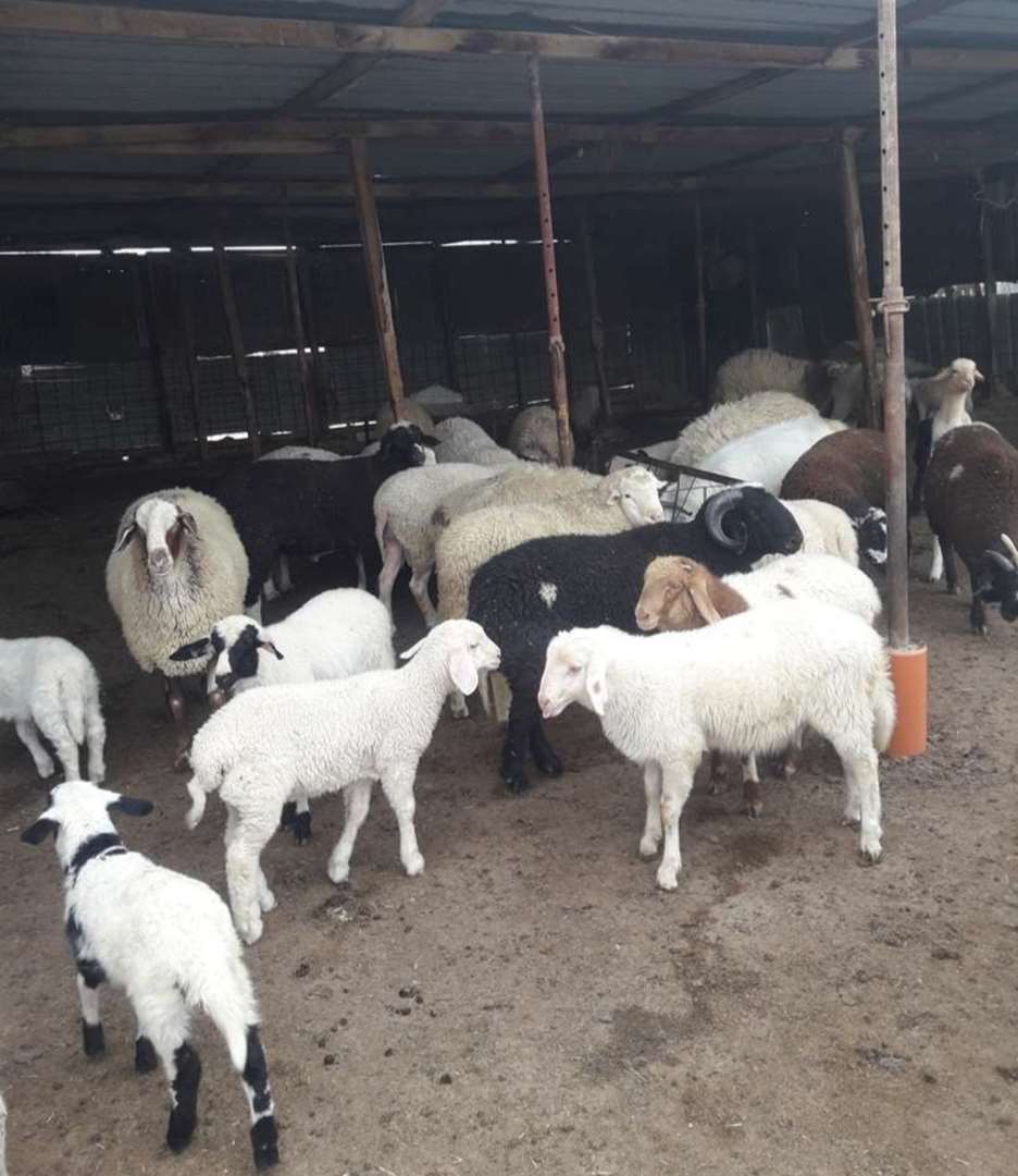 תמונה 1 ,חיות משק כבשים   כבש למכירה בראש פינה