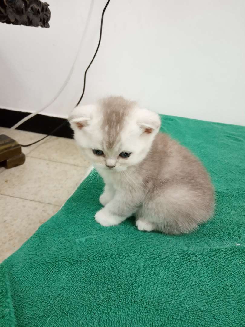 תמונה 3 ,חתולים Scotish Fold   עקיביוב אנגילה למכירה בתל-אביב--יפו