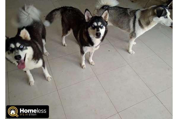 תמונה 1 ,כלבים האסקי סיביר   האסקי סיבירי למכירה באשדוד