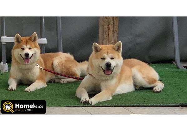 תמונה 1 ,כלבים אקיטה יפני   לואי החתיך לזיווג לשידוך ביקנעם עילית