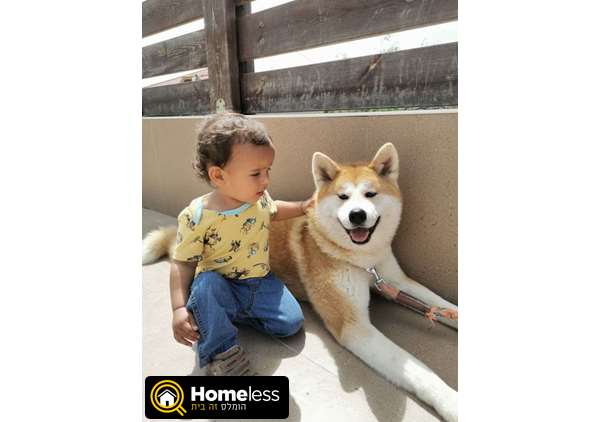 תמונה 2 ,כלבים אקיטה יפני   לואי החתיך לזיווג לשידוך ביקנעם עילית