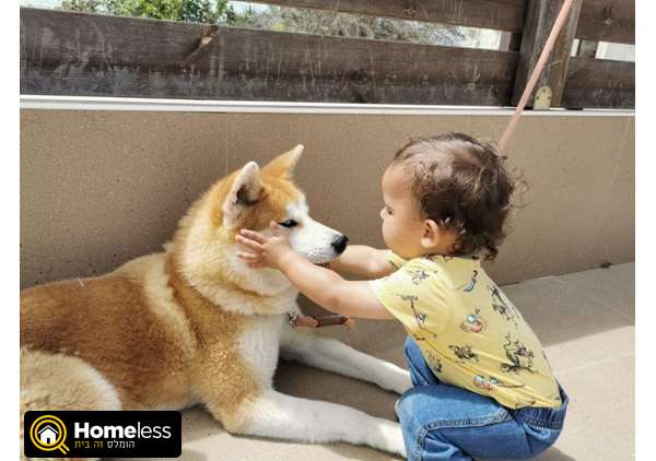 תמונה 3 ,כלבים אקיטה יפני   לואי החתיך לזיווג לשידוך ביקנעם עילית