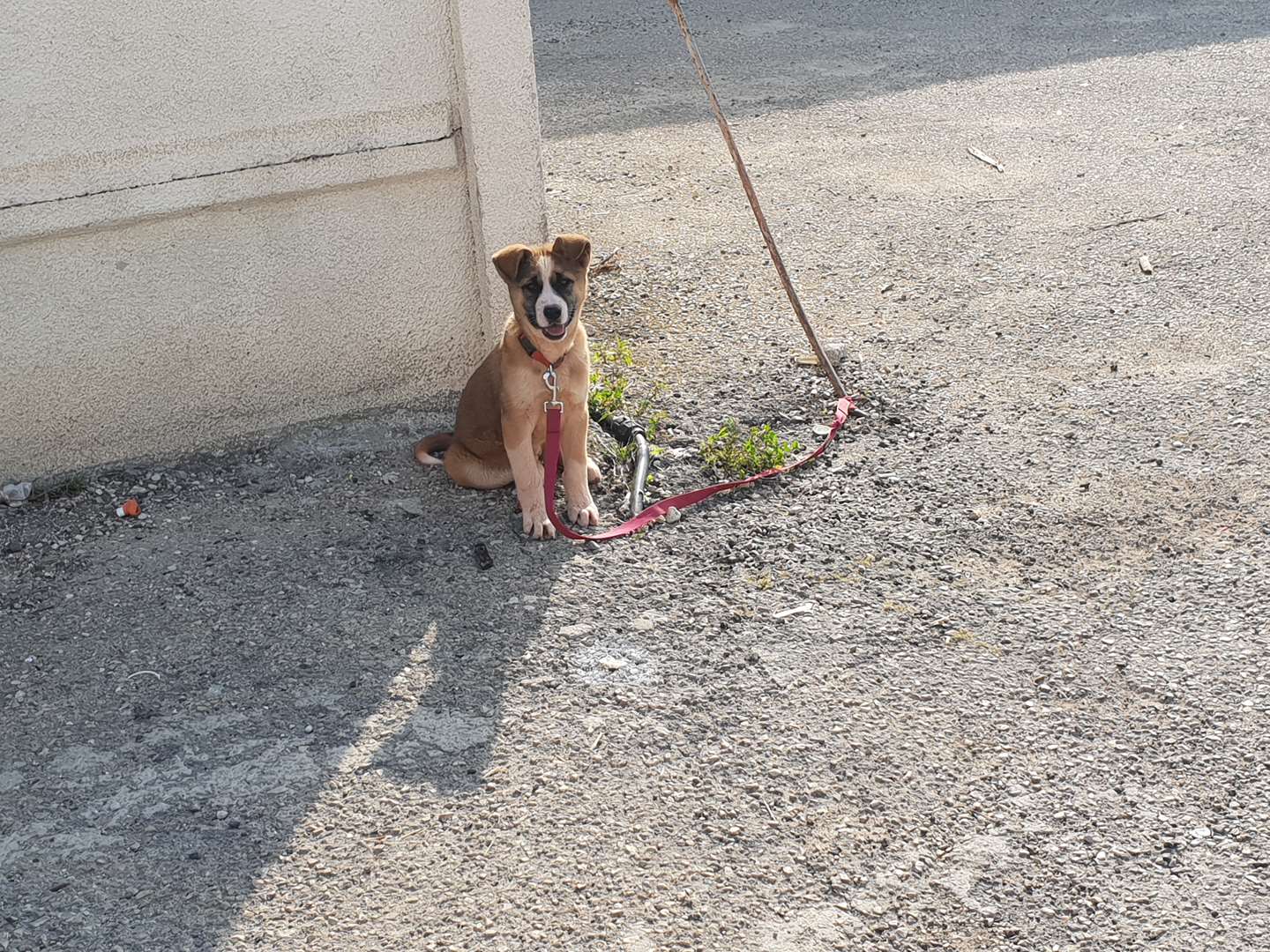 תמונה 4 ,כלבים אקיטה יפני   אקיטה אמריקאי למכירה ביקנעם עילית