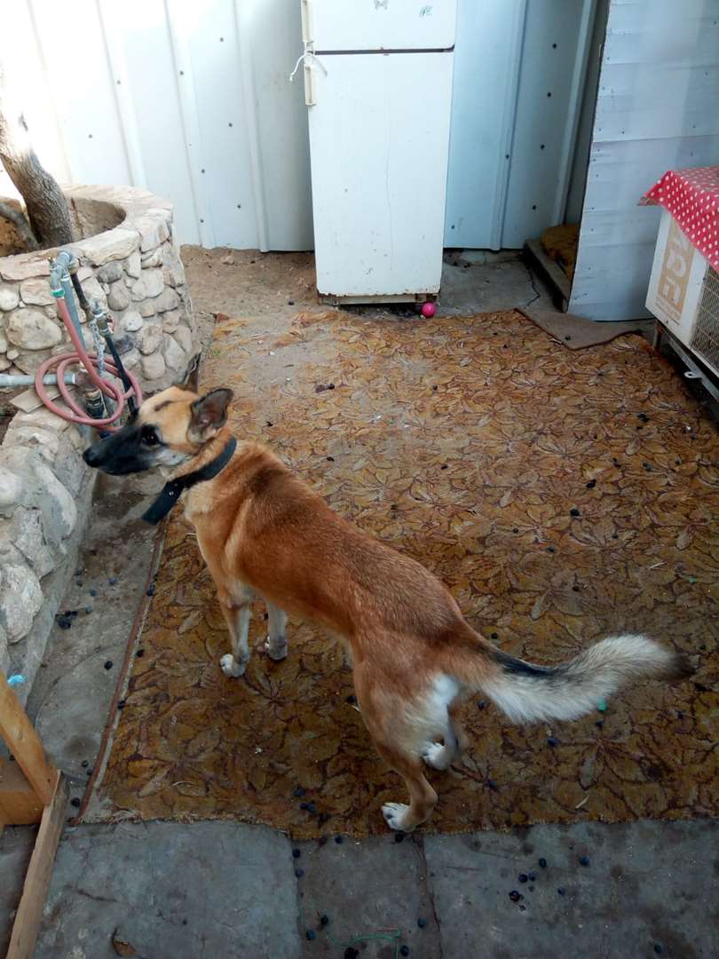 תמונה 2 ,כלבים רועה גרמני   חום למכירה בבאר שבע