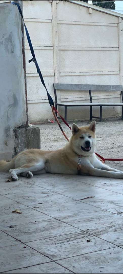 תמונה 2 ,כלבים אקיטה יפני   לואי לזיווג לרצינים בלבד!! לשידוך ביקנעם עילית