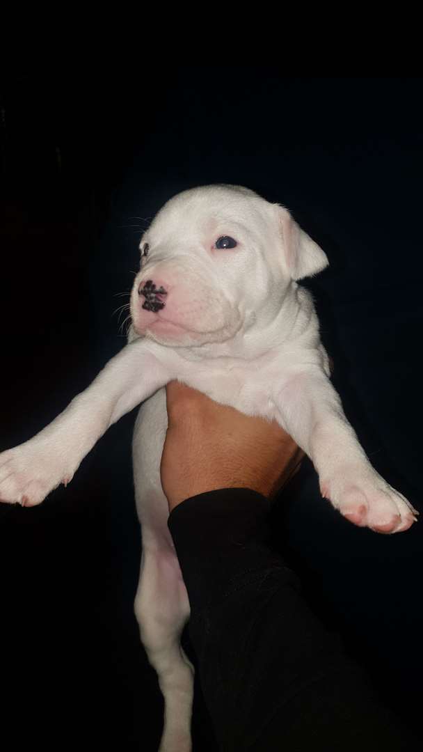 תמונה 3 ,כלבים אחר   דוגו ארגנטינו למכירה בטבריה