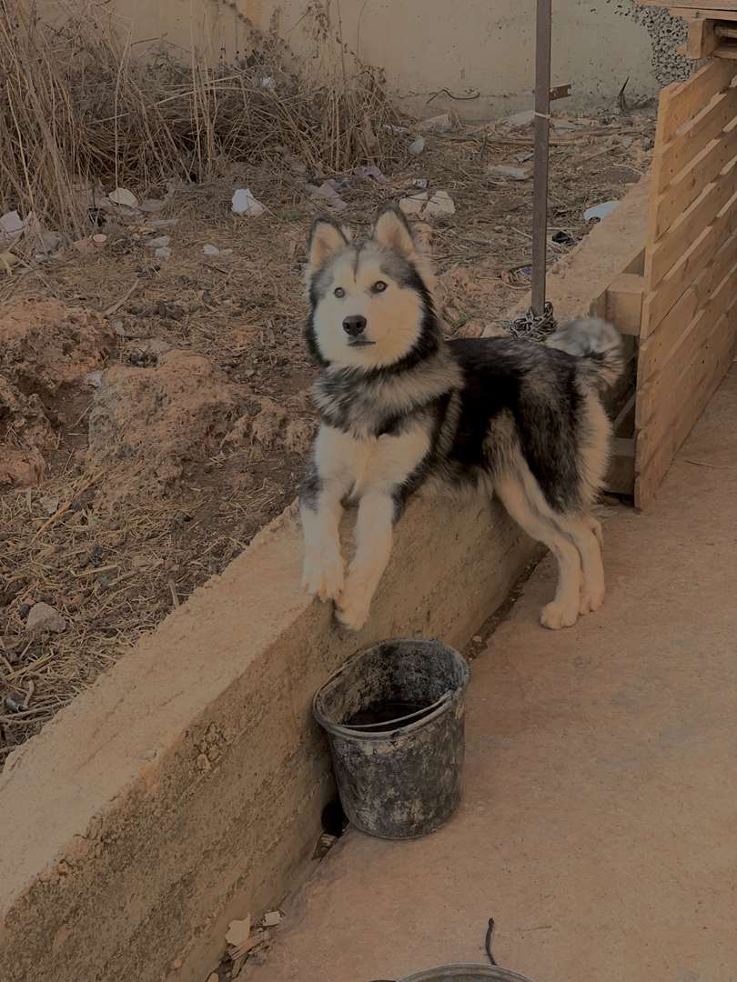תמונה 2 ,כלבים האסקי סיביר   אסקא-לוסי למכירה במעלות-תרשיחא