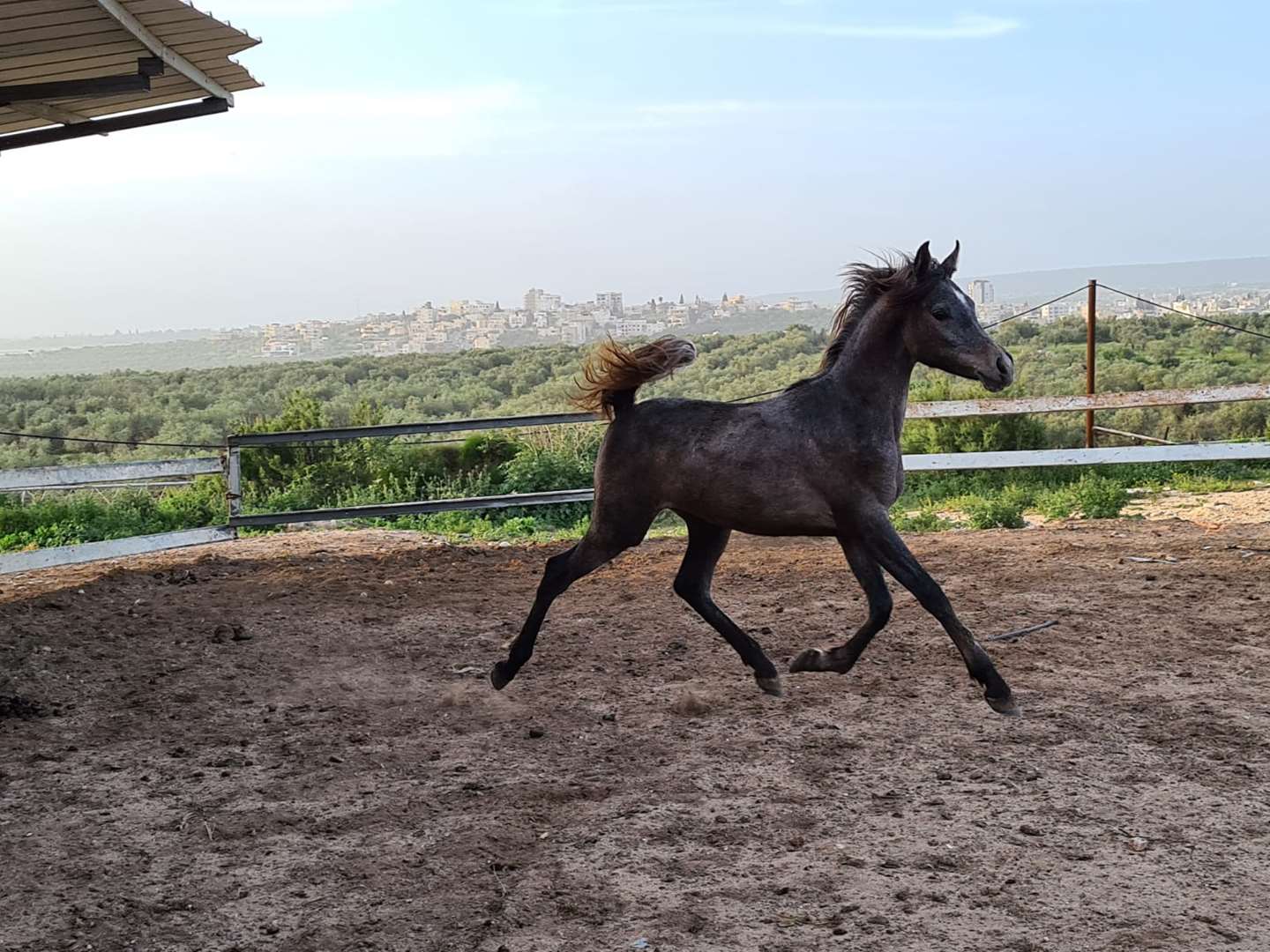 תמונה 4 ,סוסים ערבי   סייחה מצרית נקי למכירה בירכא