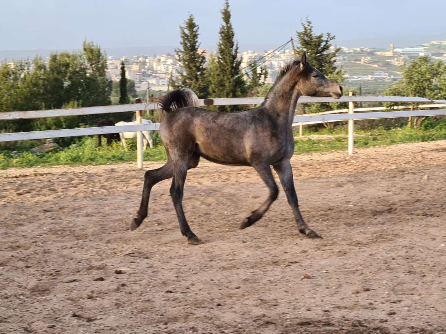 תמונה 1 ,סוסים ערבי   סייחה מצרית נקי למכירה בירכא