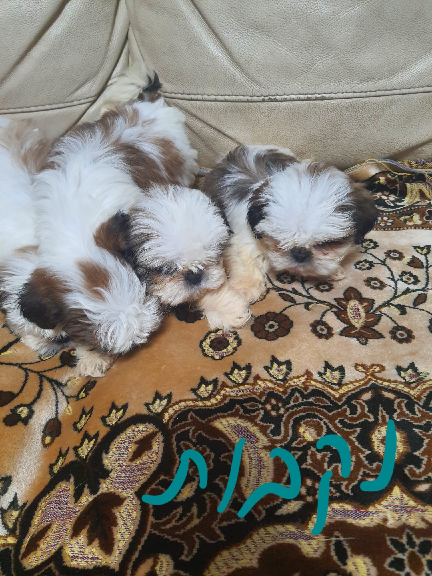 תמונה 2 ,כלבים שי צו   שיצו  למכירה באור יהודה