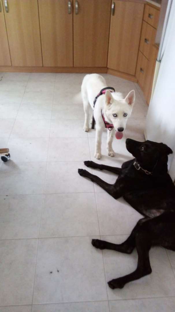 תמונה 1 ,כלבים האסקי סיביר   נאנה לאימוץ בקרית מוצקין