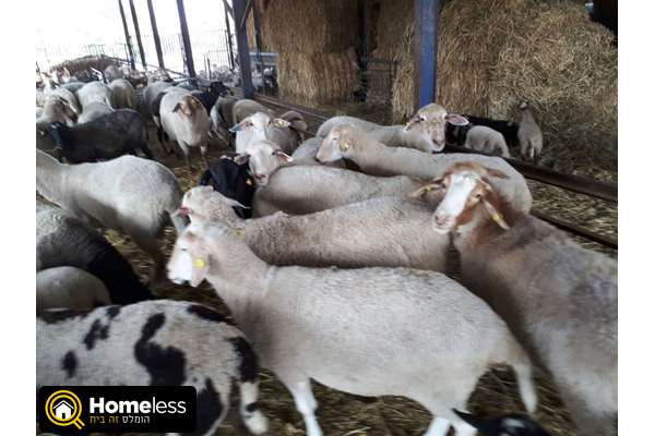 תמונה 1 ,חיות משק כבשים   טליה למכירה בכפר טרומן
