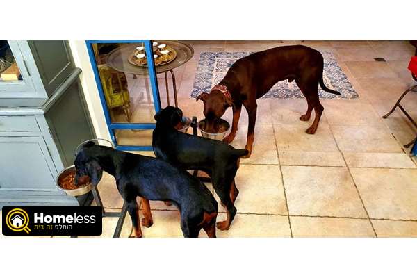 תמונה 1 ,כלבים דוברמן   לדי וג׳ולי למכירה באלפי מנשה