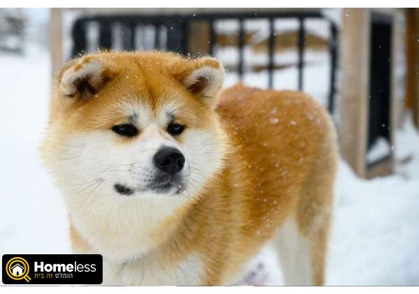 תמונה 4 ,כלבים אקיטה יפני   אקיטה אינו למכירה בקרית גת