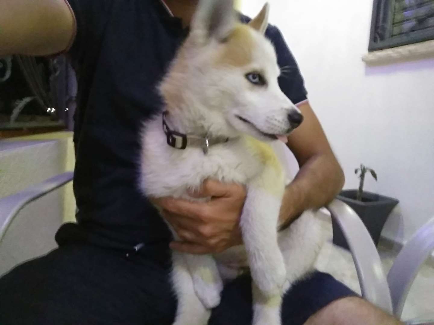 תמונה 1 ,כלבים האסקי סיביר   גורה האסקי למכירה בכאבול
