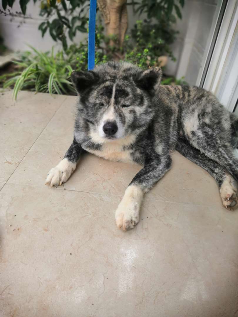 תמונה 3 ,כלבים אקיטה יפני   אקיטה אינו למכירה בקרית גת