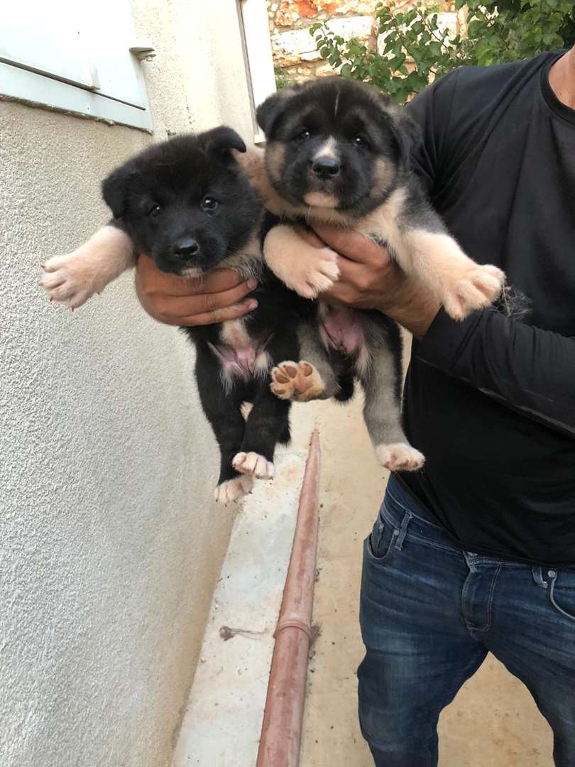 תמונה 1 ,כלבים אקיטה יפני   אקיטה למכירה בדיר אל-אסד