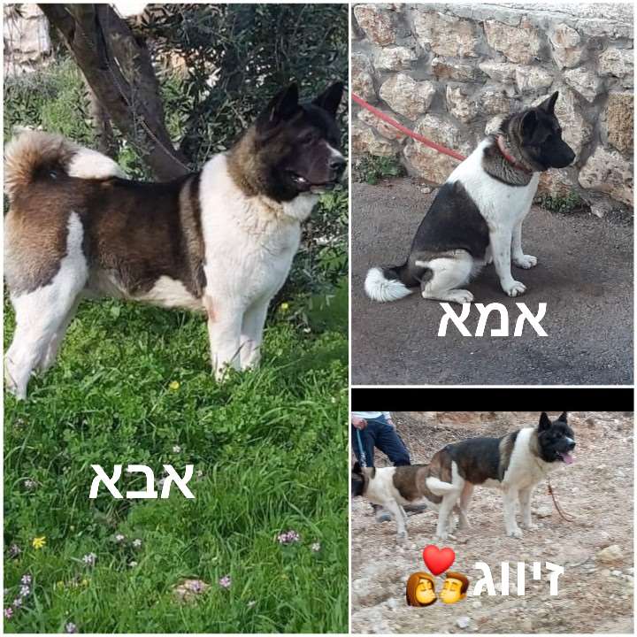 תמונה 3 ,כלבים אקיטה יפני   אקיטה למכירה בדיר אל-אסד