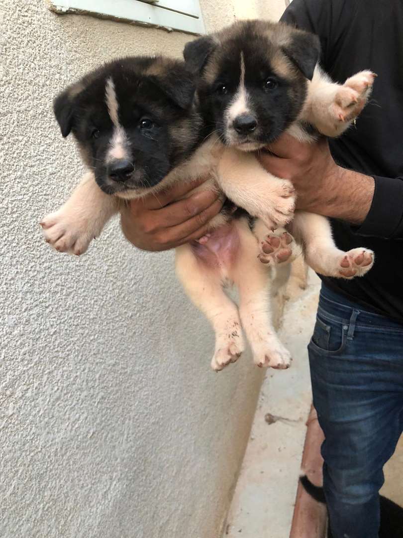 תמונה 4 ,כלבים אקיטה יפני   אקיטה למכירה בדיר אל-אסד