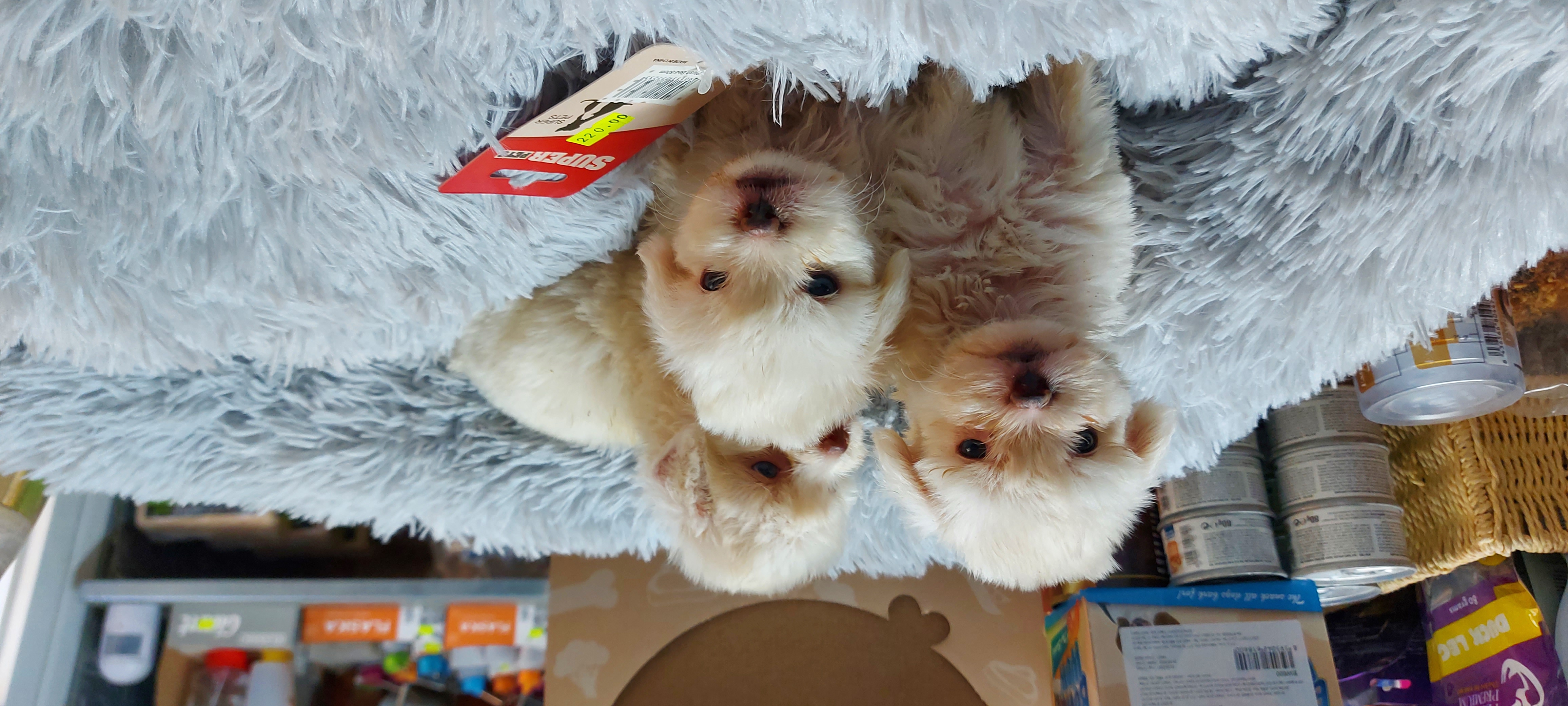 תמונה 5 ,כלבים מלטז   היפואלרגני למכירה בבית שאן