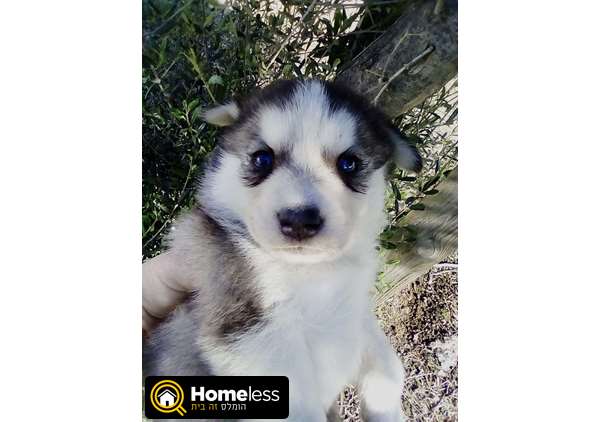תמונה 3 ,כלבים האסקי סיביר   האסקי סיבירי למכירה באשדוד
