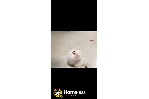 תמונה 1 ,כלבים פומרניאן   פומרניין  לשידוך בבית יצחק-שער חפר