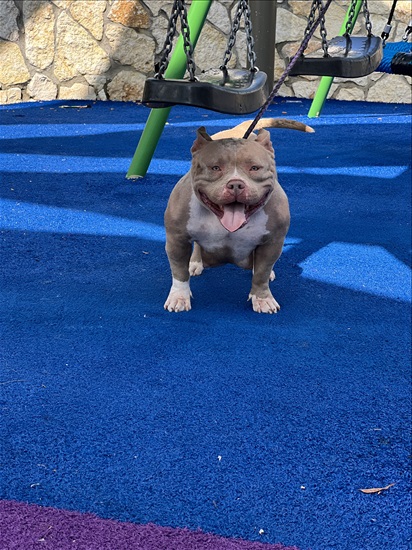 תמונה 8 ,כלבים אחר   אמריקן בולי למכירה בחיפה