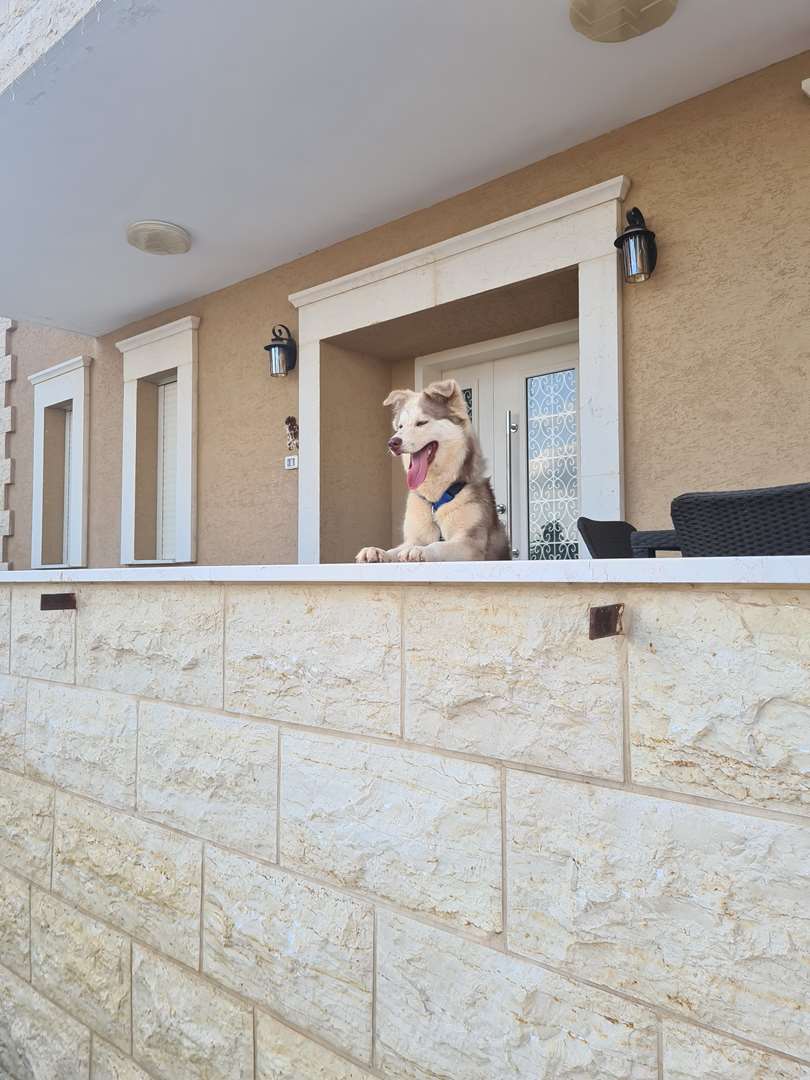 תמונה 1 ,כלבים האסקי סיביר   בילה למכירה בעכו
