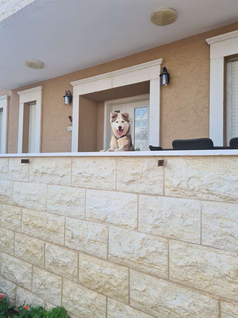 תמונה 3 ,כלבים האסקי סיביר   בילה למכירה בעכו