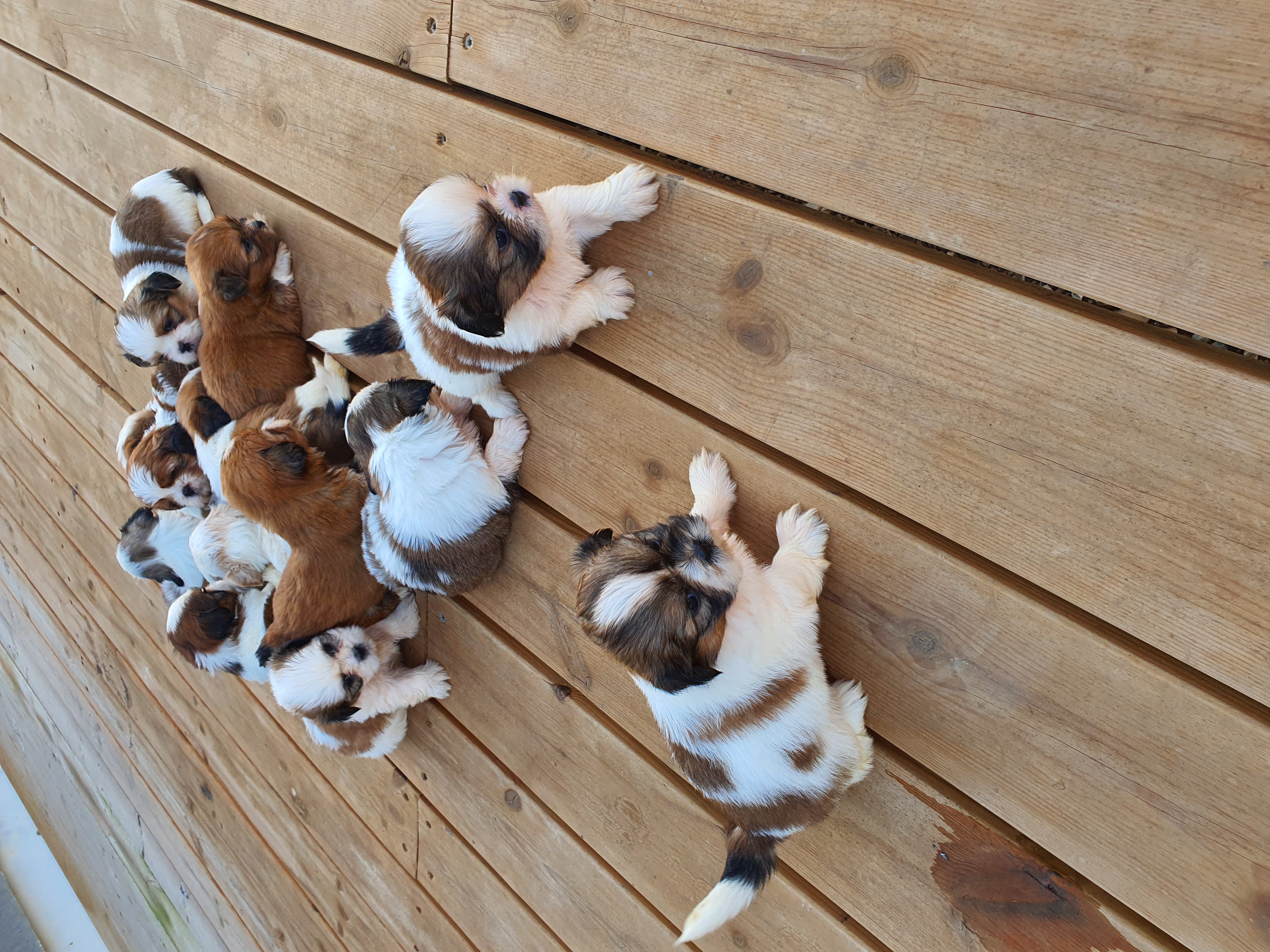תמונה 6 ,כלבים שי צו   שיצו למכירה באשקלון