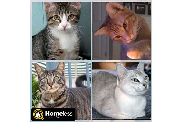 תמונה 1 ,חתולים אחר   פסים, גי'נגי, פופצ' ה, וג'גו'  למסירה בפתח תקווה