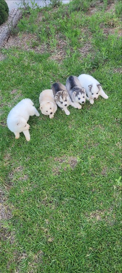 תמונה 5 ,כלבים האסקי סיביר   האסקי  למכירה בקרית גת
