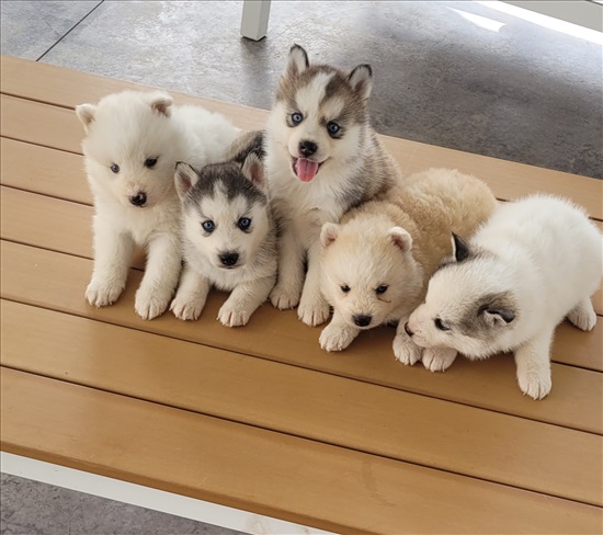 תמונה 1 ,כלבים האסקי סיביר   האסקי  למכירה בקרית גת