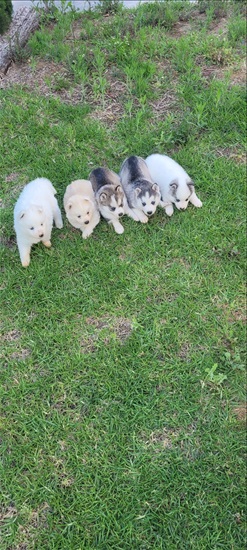 תמונה 6 ,כלבים האסקי סיביר   האסקי  למכירה בקרית גת
