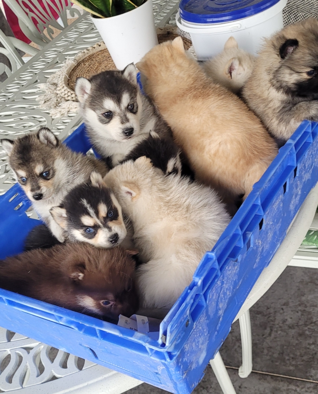 תמונה 3 ,כלבים האסקי סיביר   האסקי  למכירה בקרית גת