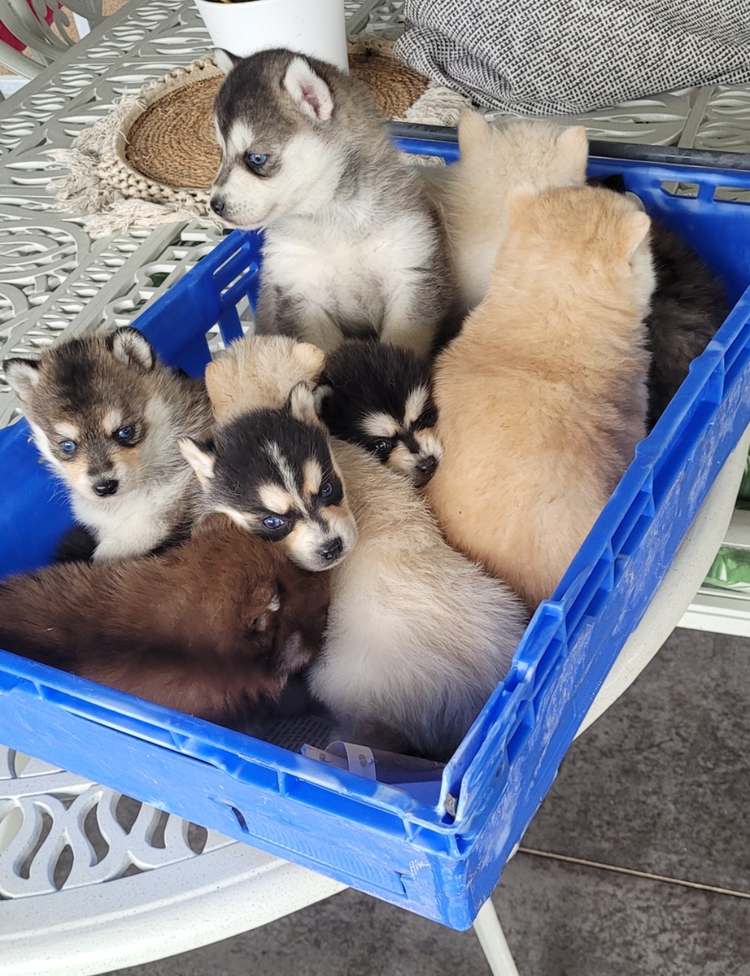 תמונה 4 ,כלבים האסקי סיביר   האסקי  למכירה בקרית גת