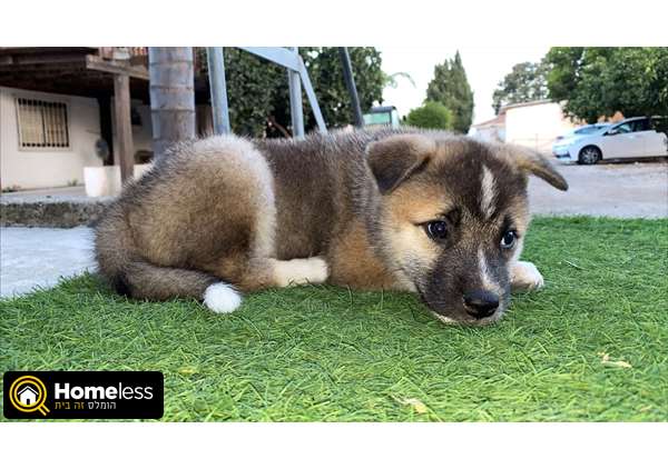 תמונה 1 ,כלבים אקיטה יפני   אקיטה אמריקאי למכירה ביקנעם עילית
