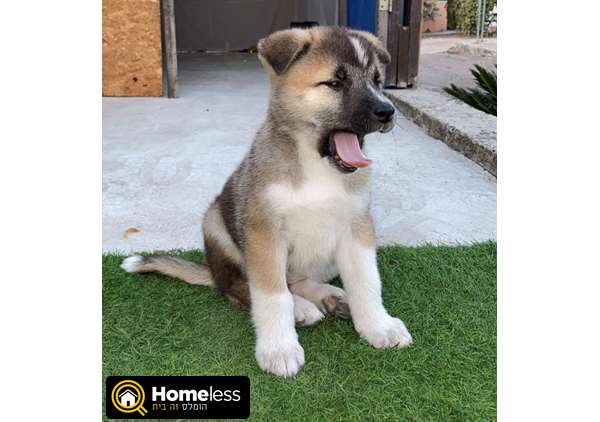 תמונה 2 ,כלבים אקיטה יפני   אקיטה אמריקאי למכירה ביקנעם עילית