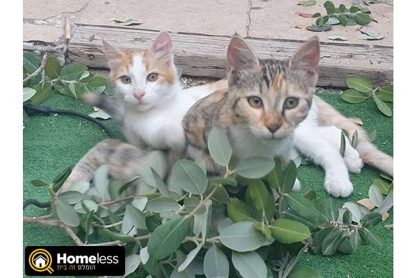 תמונה 1 ,חתולים אחר   נני וג'וני למסירה במודיעין עילית