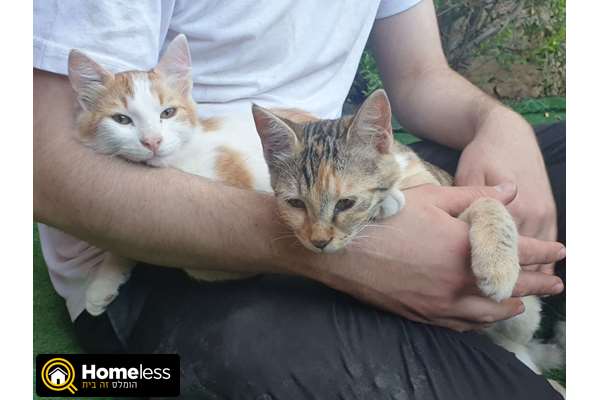 תמונה 2 ,חתולים אחר   נני וג'וני למסירה במודיעין עילית