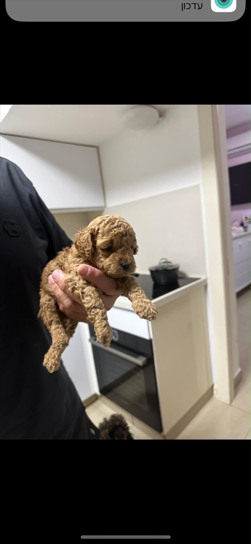 תמונה 5 ,כלבים פודל טוי   טוי  למכירה בראשון לציון